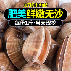 鲜活威海500g贝类红岛蛤蜊