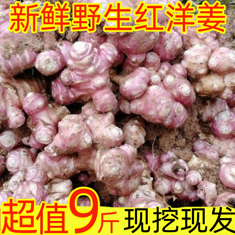 红洋姜新鲜现挖胰岛果洋姜鬼子姜当季菊芋姜不辣蔬菜腌菜泡菜