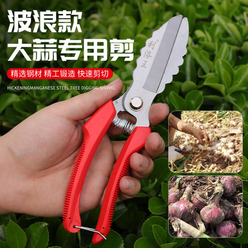 大蒜专用剪刀园艺剪修蒜根