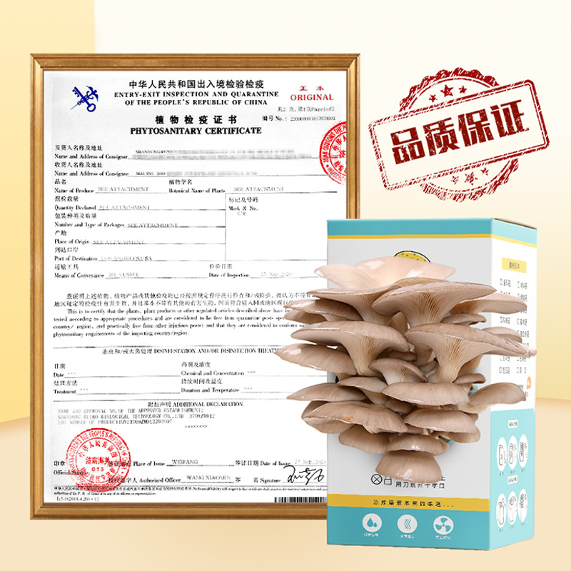 蘑菇种植包菌种平菇香菇磨菇家庭室内食用精灵盒子幼儿园桶装儿童