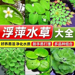 水生植物大全浮萍水草鱼缸造景专用水上烟花一叶莲水葫芦水培植物