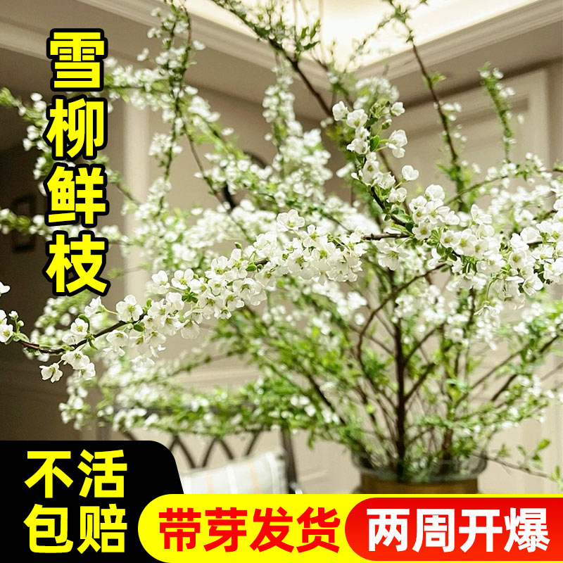 雪柳鲜枝干枝支盆栽水养插花水培植物室内花卉好养活绿植龙柳开花