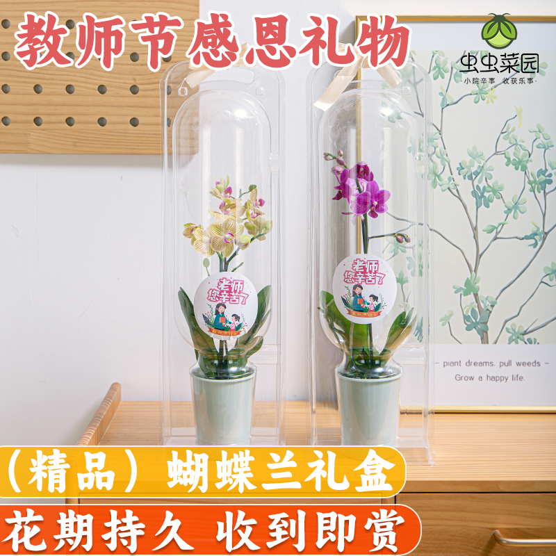 蝴蝶兰盆栽带花室内客厅花卉植物鲜花教师节礼物盒2024新款易活
