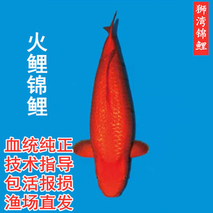 锦鲤活体日本进口纯种火鲤红白大正昭和丹顶鱼苗巨型观赏鱼易包活
