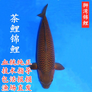 日本茶鲤介子进口血统锦鲤红茶鲤红介子耐活冷水淡水活鱼观赏鱼