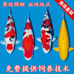 锦鲤活鱼观赏鱼淡水鱼苗好养纯种日本进口大正三色红白冷水鱼