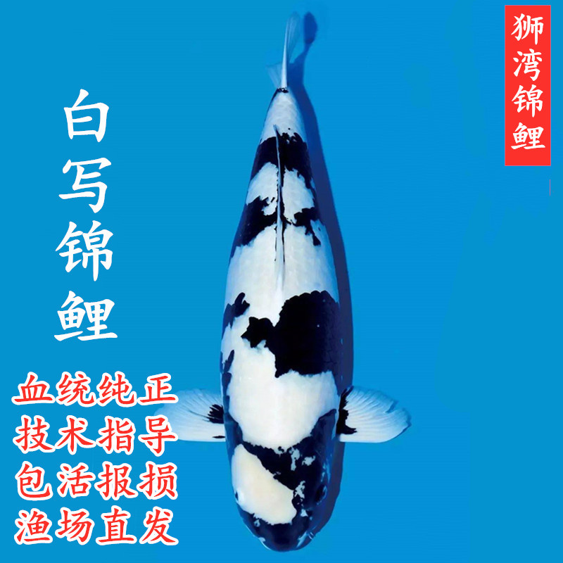 锦鲤鱼纯种白写大正红白介子昭和观赏鱼好养耐活冷水淡水小鱼苗