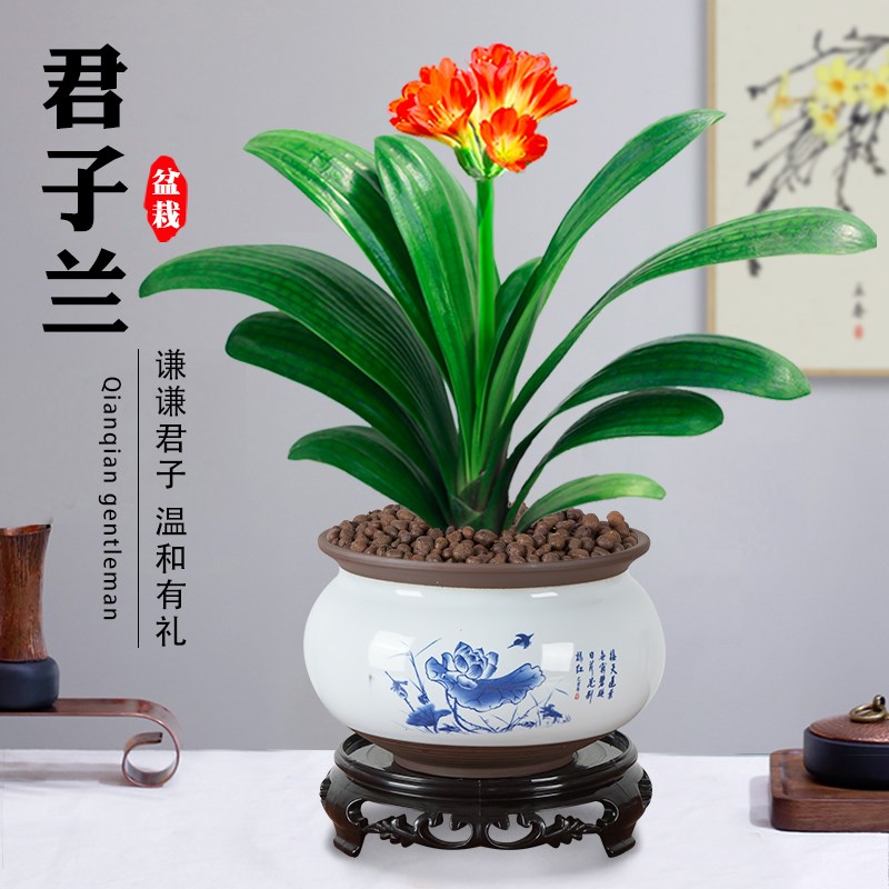 君子兰盆栽花卉植物室内客厅好养四季兰花阳台开花盆景办公桌绿植