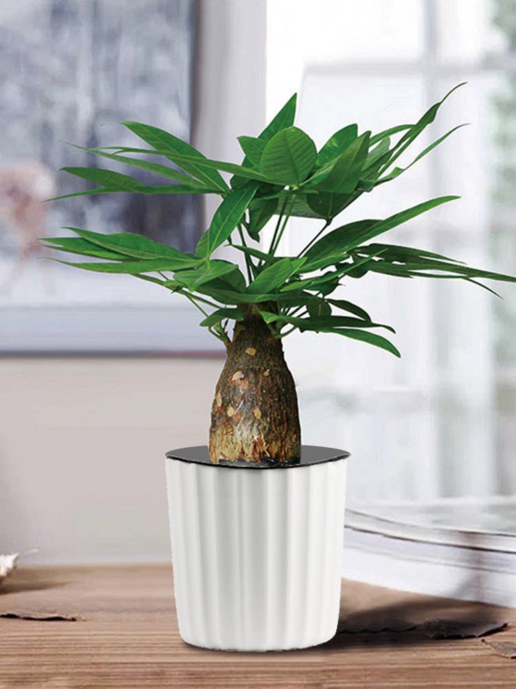 发财树盆栽植物室内土培植物盆栽小绿植好养办公室桌面招财树植物