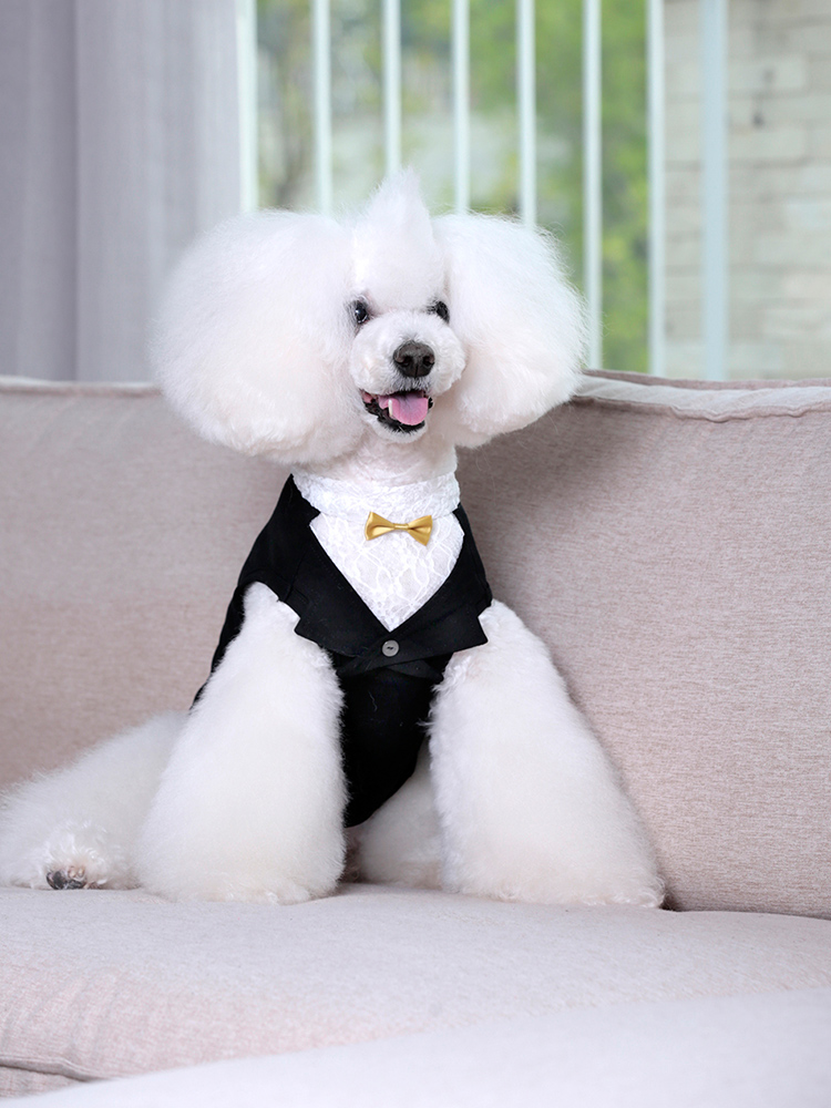 礼服西装法斗小型犬比熊