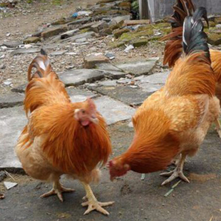 【天下吃鸡】清远阳山鸡散养土鸡180天果园鸡1.1kg当天鲜杀发顺丰