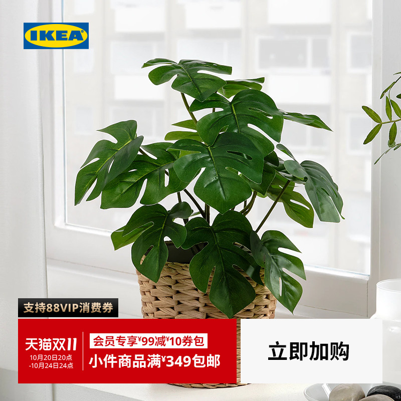 fejka菲卡室内装饰植物龟背竹