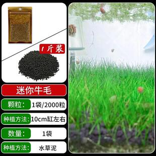 新手造景水草种子大小对叶牛毛草爱情珍珠草水草泥陶粒砂鱼缸爆款