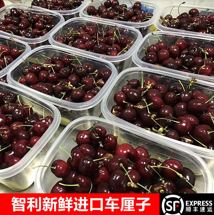 珍果萌桑提娜智利大果