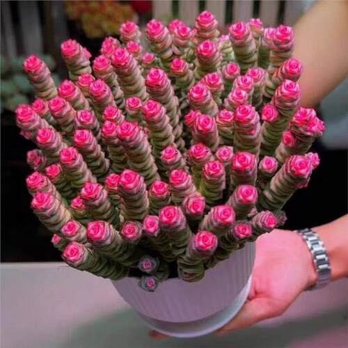 红心钱串锦桌面小盆栽招财多肉植物钱多多办公室内好养活