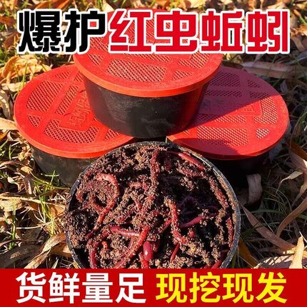 蚯蚓活饵鲜活红虫垂钓鱼饵料鲫鱼鲤鱼野钓黑坑鱼料打窝料鱼食通杀