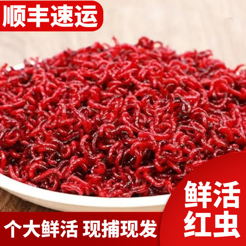 鲜活红虫特大号拉饵鲫鱼野钓