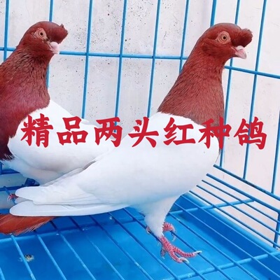 精品两头红两头乌观赏鸽种鸽幼鸽健康包邮到家