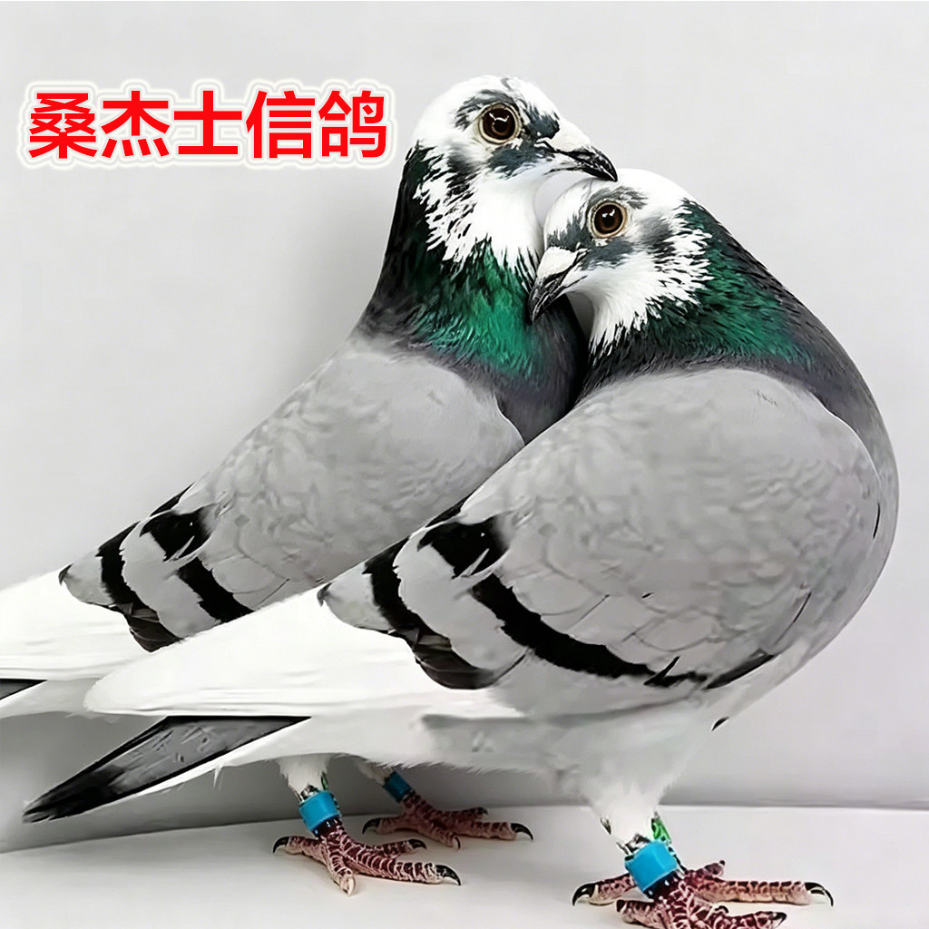 正宗纯种桑杰士信鸽种鸽幼鸽赛鸽花头高级血统种鸽活体健康精品