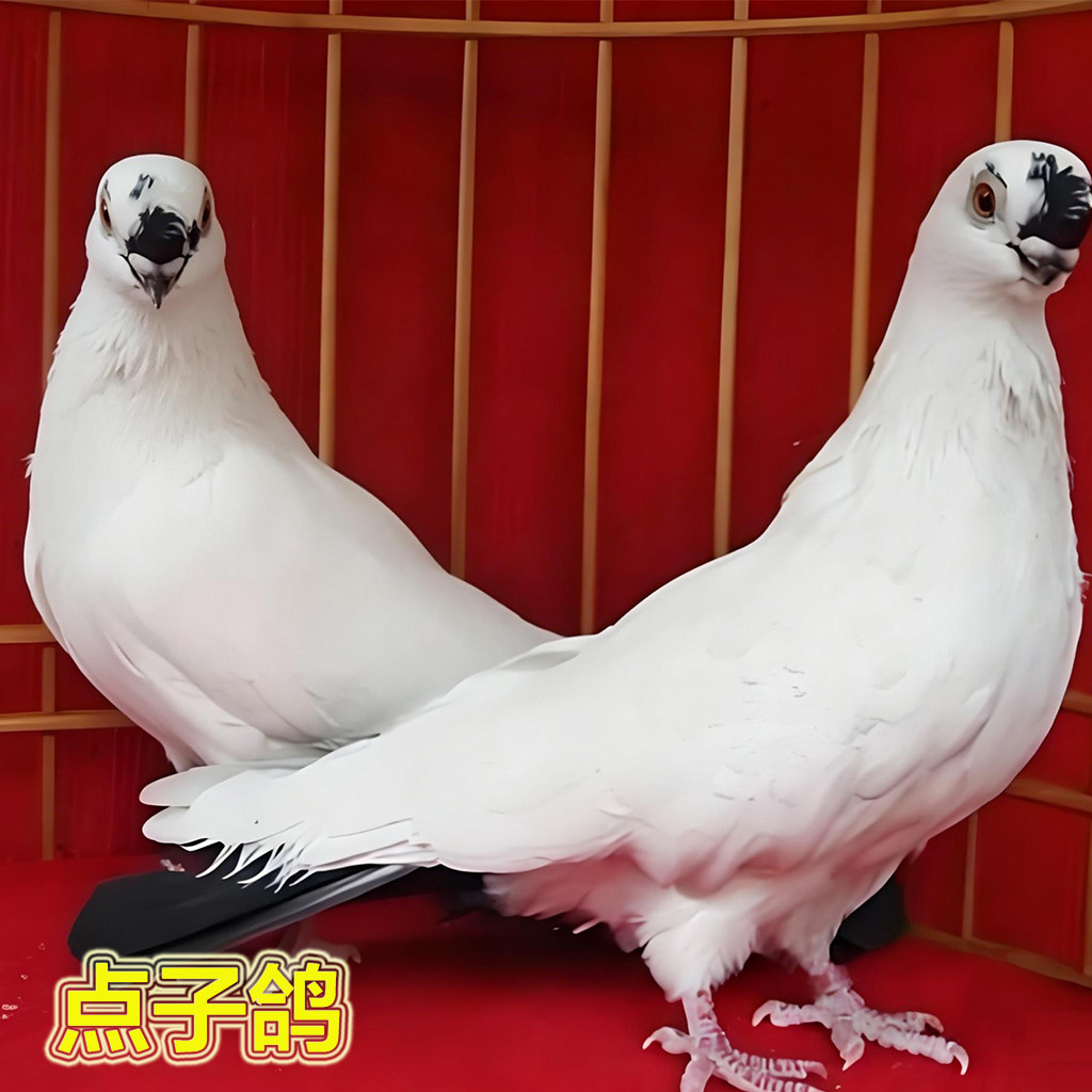 老北京凤头点子种鸽活体黑点子观赏鸽健康包邮
