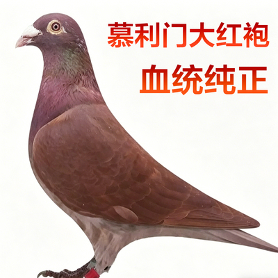慕利门大红袍血统纯正赛鸽种鸽幼鸽健康包邮到家