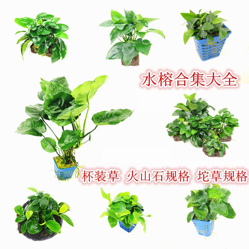 阴性水草无co2素材模板 阴性水草无co2图片下载 小麦优选