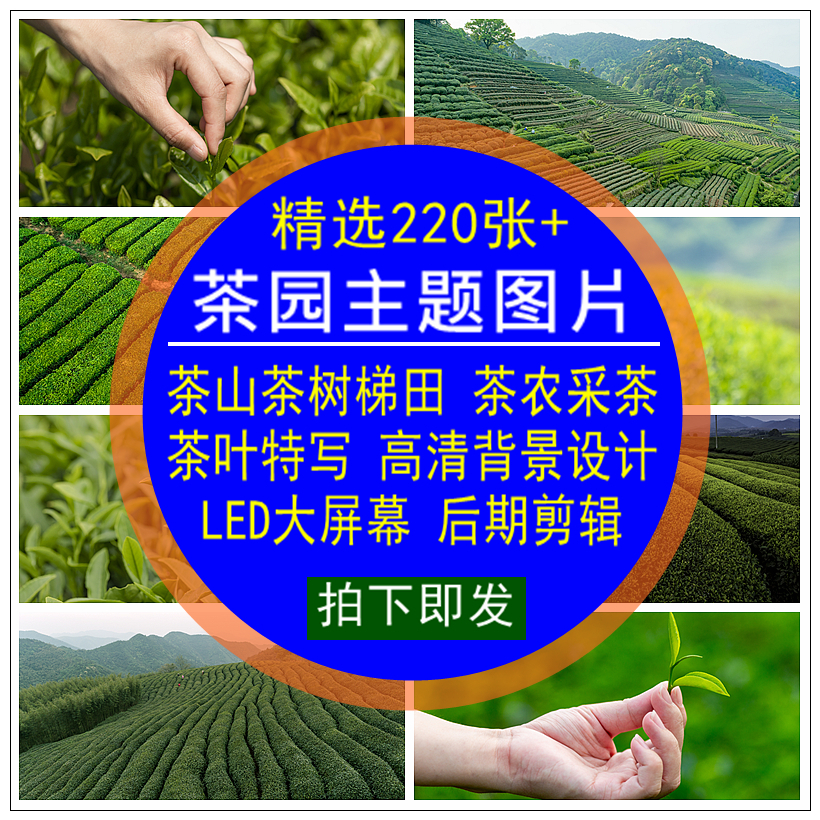 茶园主题图片素材茶山树梯田茶叶农采茶特写后期高清背景合成剪辑