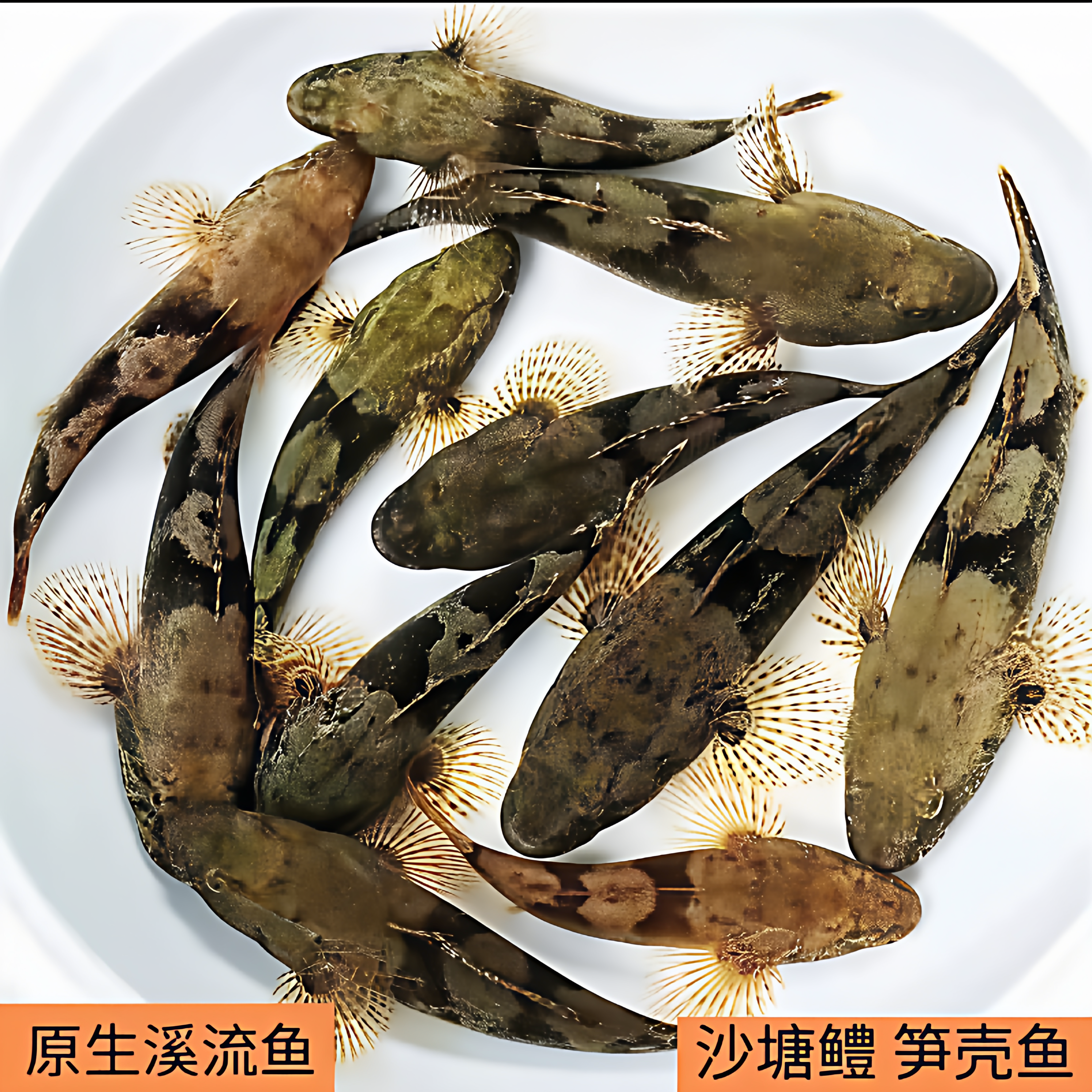 原生好养耐活凶猛观赏型沙塘鳢冷水土布鱼肉食性呆子鱼溪流淡水鱼