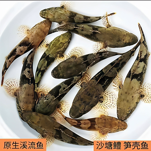 原生好养耐活凶猛观赏型沙塘鳢冷水土布鱼肉食性呆子鱼溪流淡水鱼