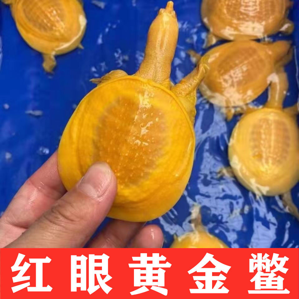 红眼白化鳖水鱼变异鳖变异王八甲鱼苗黄金甲鱼好养黄金鳖苗珍珠鳖