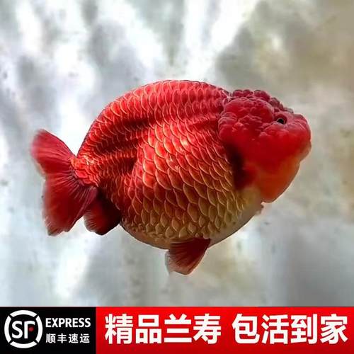 兰寿金鱼奶牛熊猫波妞玉兔精品幼苗冷水蓝寿麒麟潘氏小尾鱼苗广温