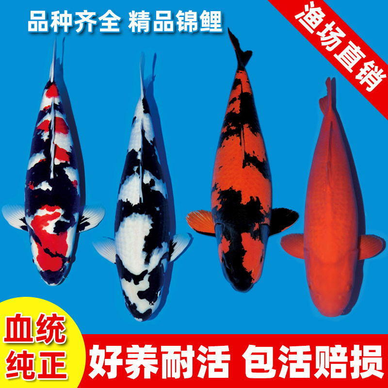 锦鲤活鱼观赏淡水苗日本