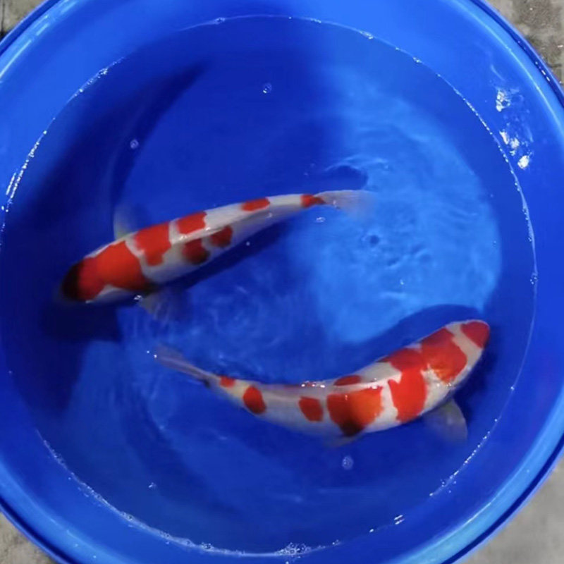 锦鲤活鱼易养耐淡水冷观