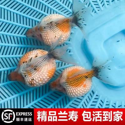水泡金鱼水泡眼活鱼皇冠珍珠金鱼鼠头苗精品红稀有冷水好养淡水XX
