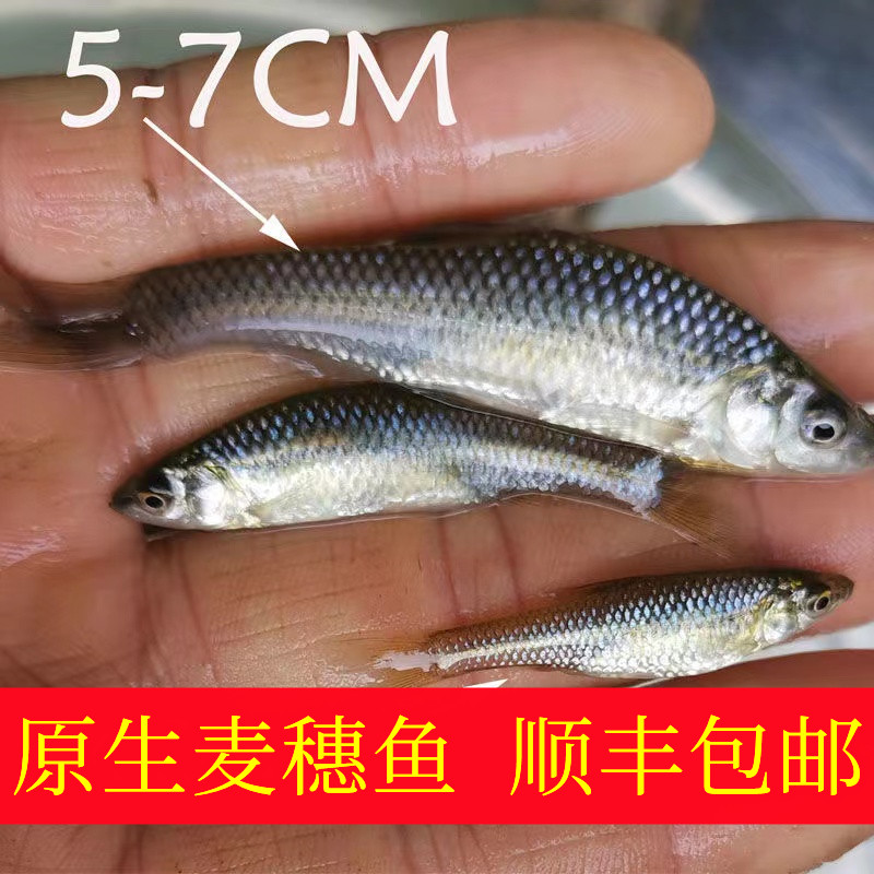 饲料鱼麦穗鱼观赏鱼汉鳄龟巴西龟开口鱼淡水新款活体饲料金鱼活鱼