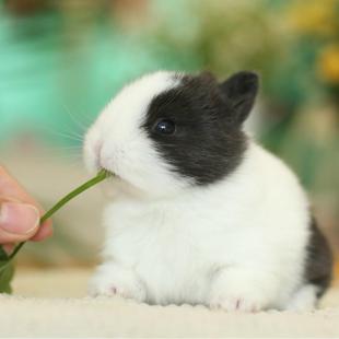 侏儒兔子活物小型长不大儿童宿舍宠物兔黑白道奇迷你兔荷兰兔活体