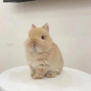 兔子活物小型黄色侏儒兔宠物兔长不大迷你双血统纯种荷兰兔茶杯兔