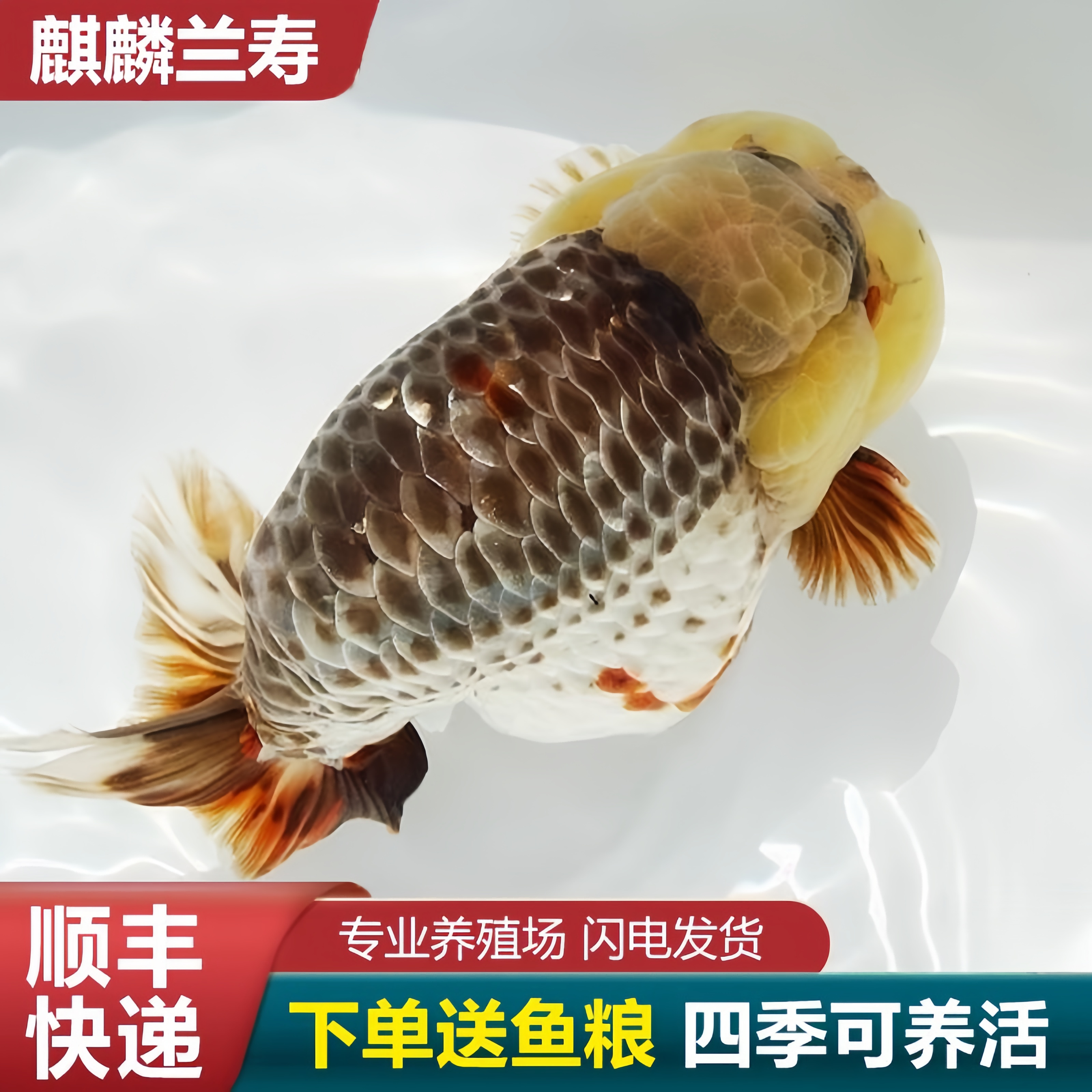 兰寿金鱼熊猫短尾波妞奶牛麒麟