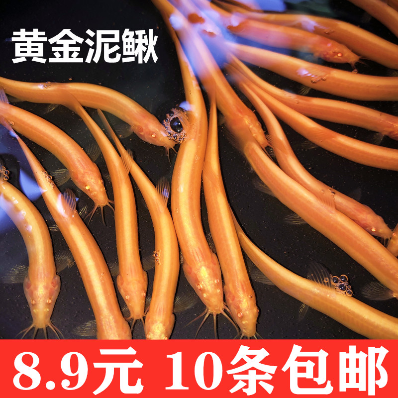 观赏黄金泥鳅苗淡水金龙鳅冷水鱼淡水鱼清道夫好养的鱼工具鱼耐活