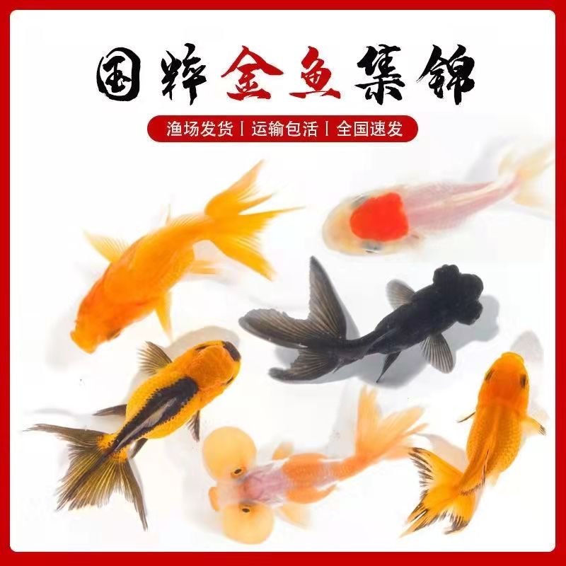 金鱼活体观赏鱼活体小金鱼冷水鱼锦鲤鱼金鱼苗活体淡水小型鱼包邮 虎窝淘