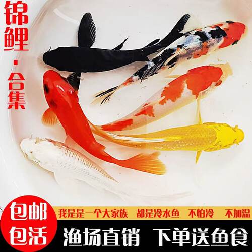 好养冷水金鱼活体小型鱼小红草金鱼苗观赏鱼活饲料鱼红锦鲫锦鲤鱼