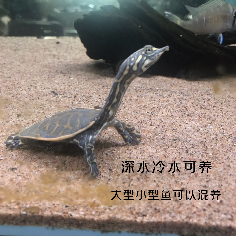 深水龟珍珠鳖冷水耐活王八混养