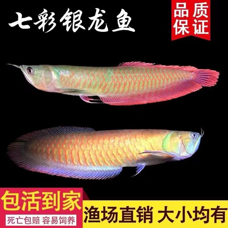 金龙鱼七彩活体淡水小型红龙鱼