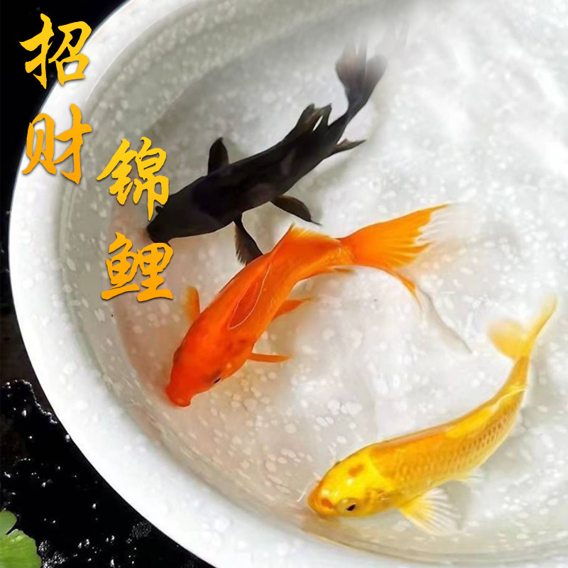 锦鲤活鱼招财观赏鱼幼苗纯种红白三色淡水好养耐活冷水红草金鱼类