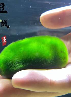 短绒藻长绒藻绿藻藻种孢子引种藻源藻球苏虾藻金鱼缸造景鱼虾绿毯