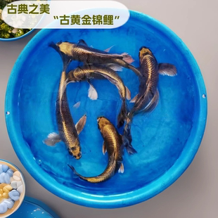 冷水古黄金松叶锦鲤招财青龙观赏鱼古典金属鱼活体高档锦鲤鱼