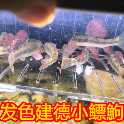 啃藻鱼建德原生鱼冷水鱼淡水观赏鱼建德高帆红鳍棒花清洁鱼