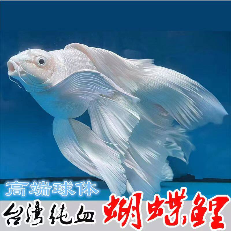 观赏鱼球体蝴蝶鲤鱼活体短身贵妃龙鲤纯种大尾冷水鱼锦鲤鱼苗金鱼