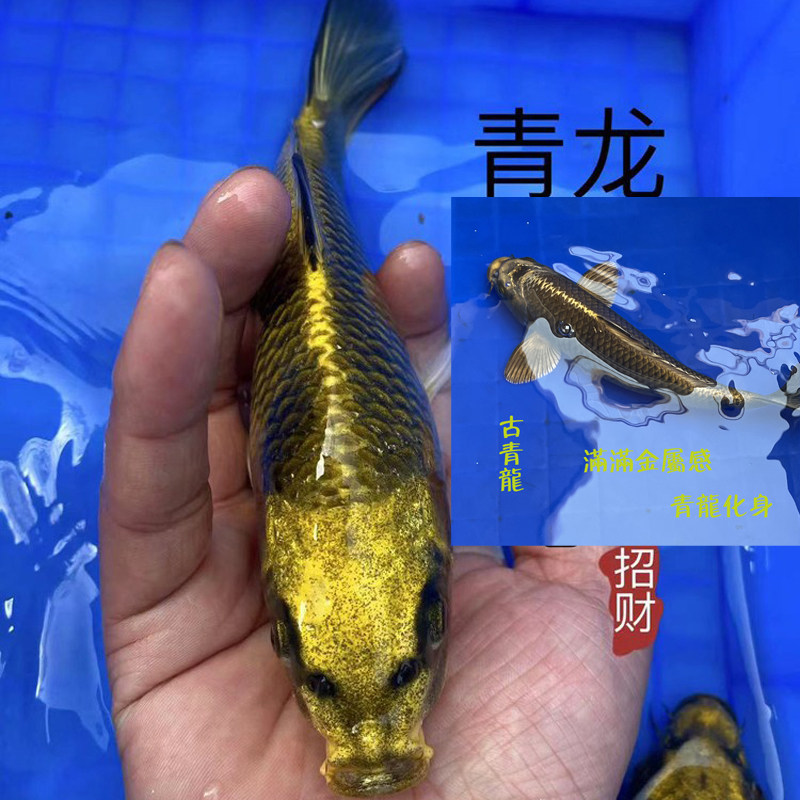 锦鲤活鱼古黄金淡水冷观