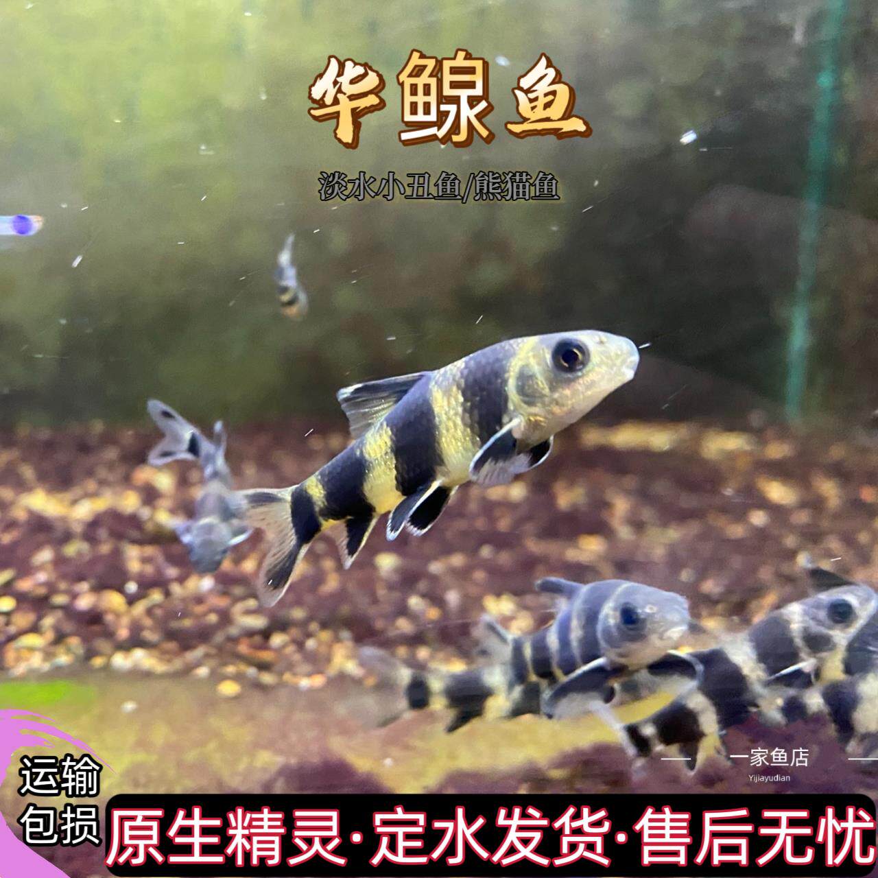 原生好养耐活华鳈小鳈黑鳍鳈淡水小丑鱼熊猫冷水淡水观赏工具鱼苗